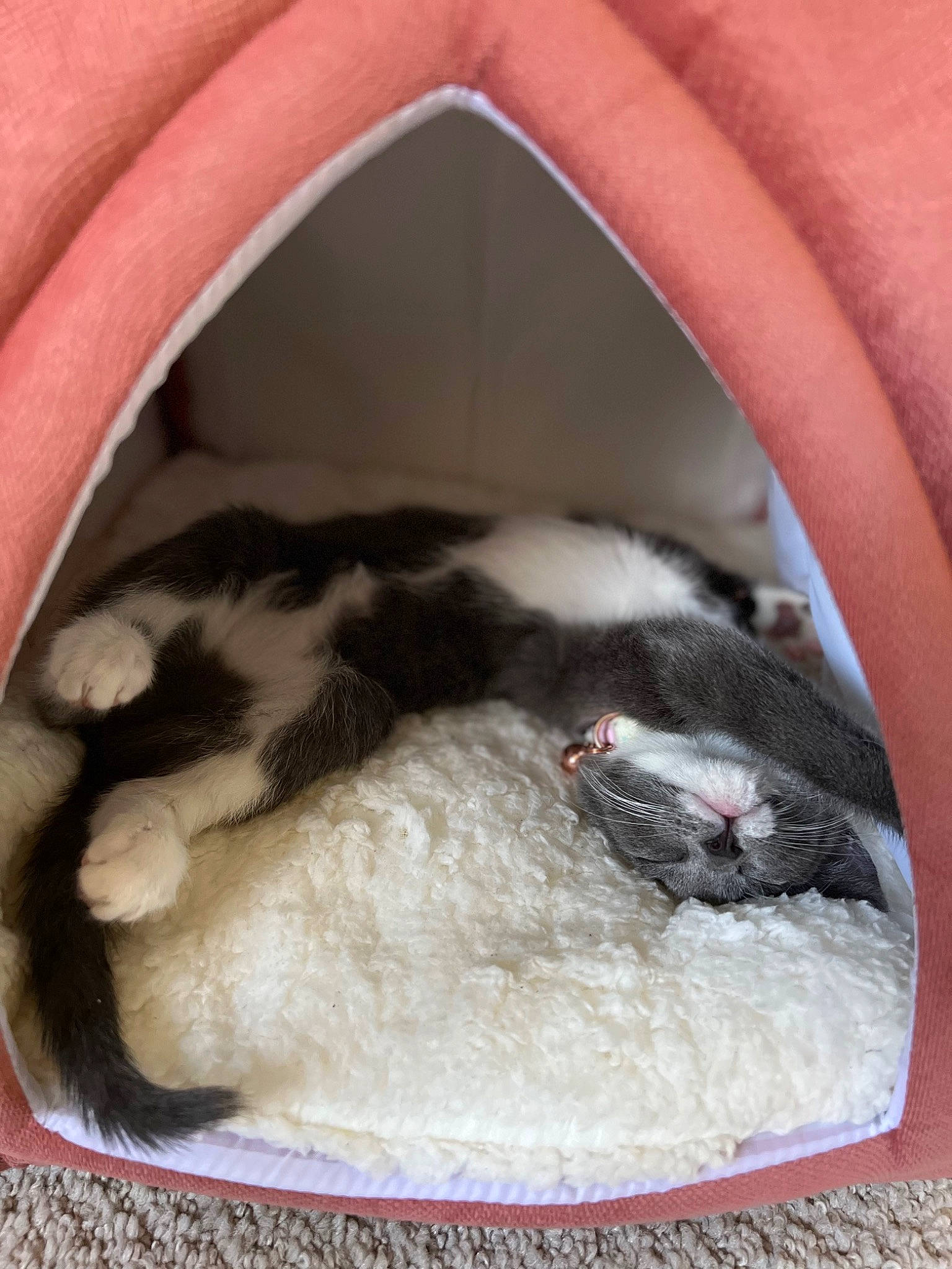 Daisy joined the competition — help win amazing prizes! ball, carnivore, cat, cat_bed, cat_supply, comfort, fawn, felidae, fur, linens, mammal, pet_supply, small_to_medium_sized_cats, snout, tail, textile, toy, whiskers, wool, woolen