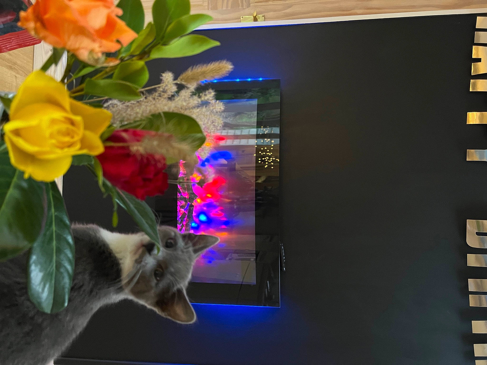 Daisy joined the competition — help win amazing prizes! annual_plant, art, artificial_flower, cat, computer_monitor, display_device, felidae, flat_panel_display, flower, flower_arranging, flowering_plant, flowerpot, houseplant, petal, plant, rose, rose_family, rose_order, television_set, whiskers