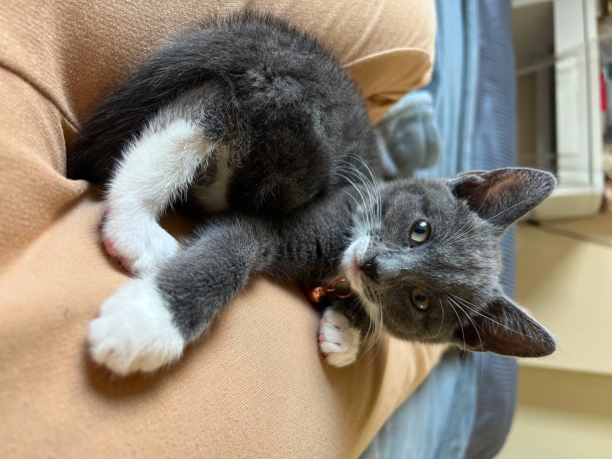 Daisy joined the competition — help win amazing prizes! black_cat, canidae, carnivore, cat, claw, comfort, dog_breed, domestic_short_haired_cat, ear, eye, felidae, fur, grey, paw, russian_blue, small_to_medium_sized_cats, snout, tail, vertebrate, whiskers