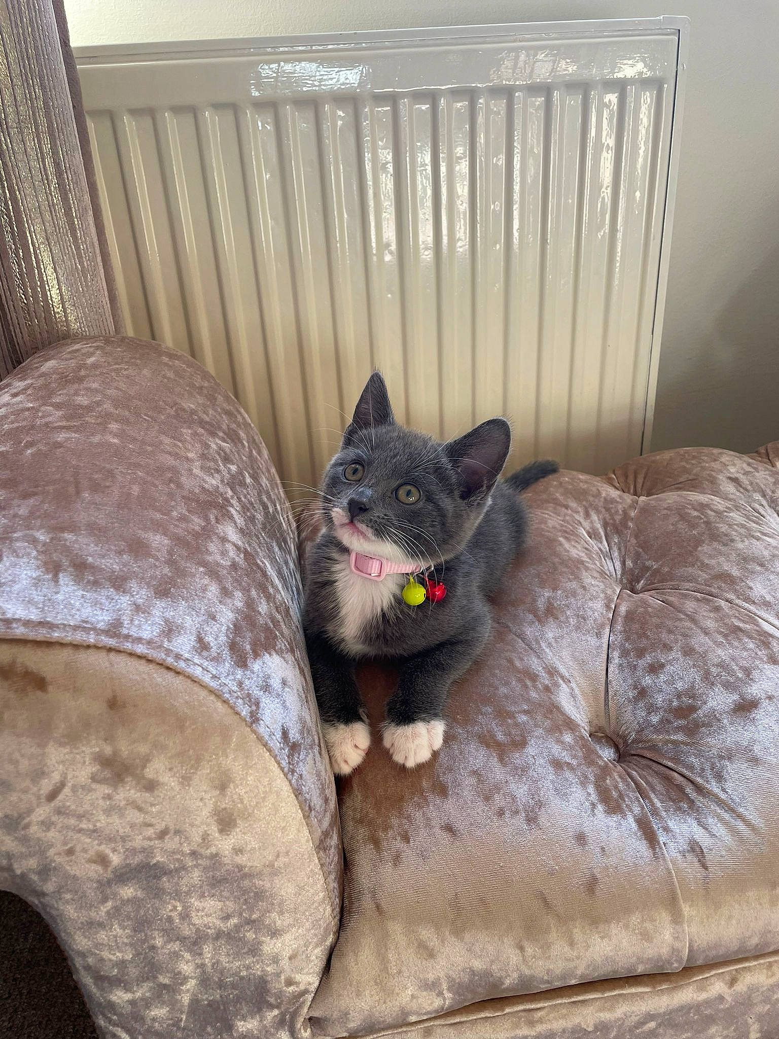 Daisy joined the competition — help win amazing prizes! black_cat, carnivore, cat, comfort, couch, fawn, felidae, floor, grey, hardwood, interior_design, linens, living_room, plant, room, small_to_medium_sized_cats, snout, tail, whiskers, wood