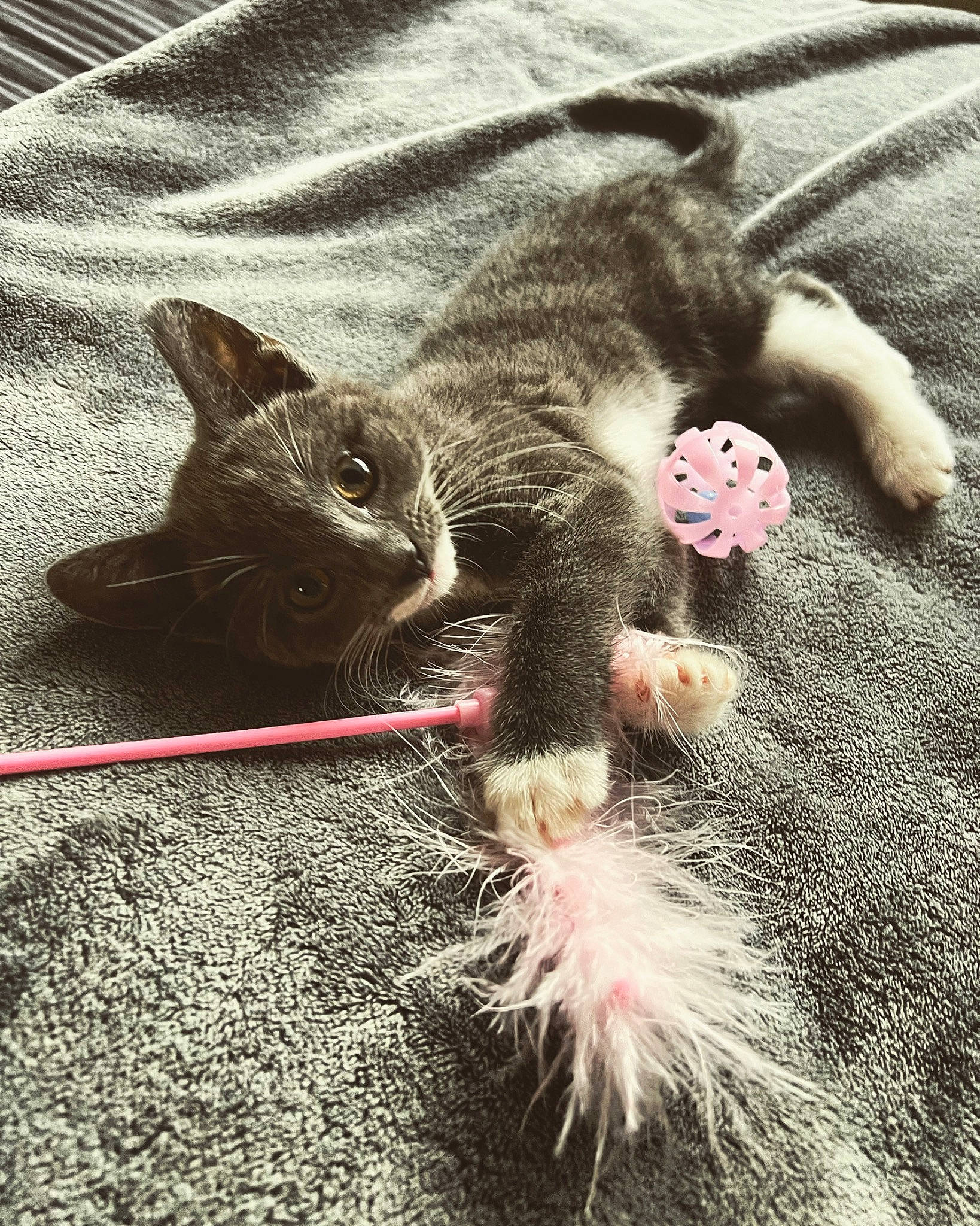 Daisy is registered to the contest to win money with this photo: canidae, carnivore, cat, claw, close_up, comfort, domestic_short_haired_cat, fawn, felidae, foot, fur, grey, leg, paw, plant, small_to_medium_sized_cats, snout, tail, terrestrial_animal, whiskers