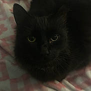 Garfield is registered to the contest to win money with this photo: animal, black_cat, blanket, cat, cozy, cute, domestic_animal, eyes, feline, fur, indoor, mammal, pattern, pet, pink, relaxed, resting, soft, whiskers, white