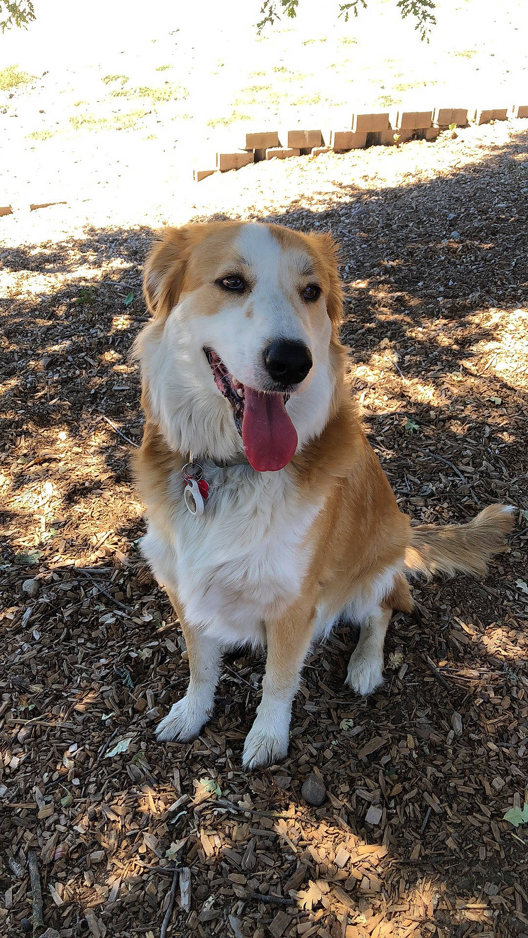 Buddy joined the competition — help win amazing prizes! ancient_dog_breeds, canidae, carnivore, collar, companion_dog, dog, dog_breed, dog_collar, fawn, grass, gun_dog, herding_dog, plant, snout, soil, sporting_group, street_dog, tail, working_dog