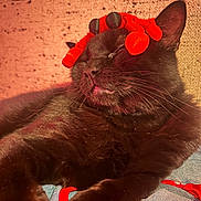 Batman joined the competition — help win amazing prizes! black_cat, cat, pet, animal, feline, indoor, relaxed, sleeping, toy, red_toy, crab_toy, fur, whiskers, close_up, cozy, resting, denim, fabric, warm_light, cute