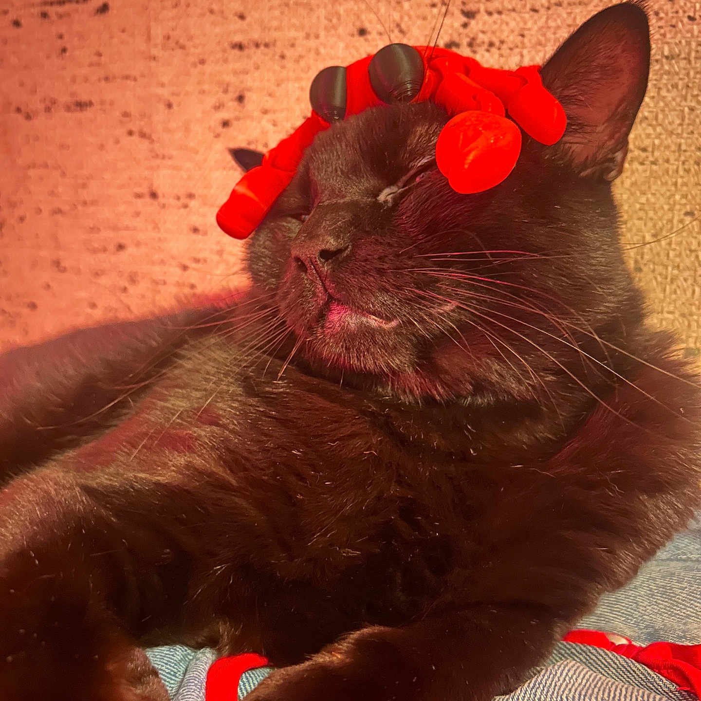 Batman joined the competition — help win amazing prizes! black_cat, cat, pet, animal, feline, indoor, relaxed, sleeping, toy, red_toy, crab_toy, fur, whiskers, close_up, cozy, resting, denim, fabric, warm_light, cute