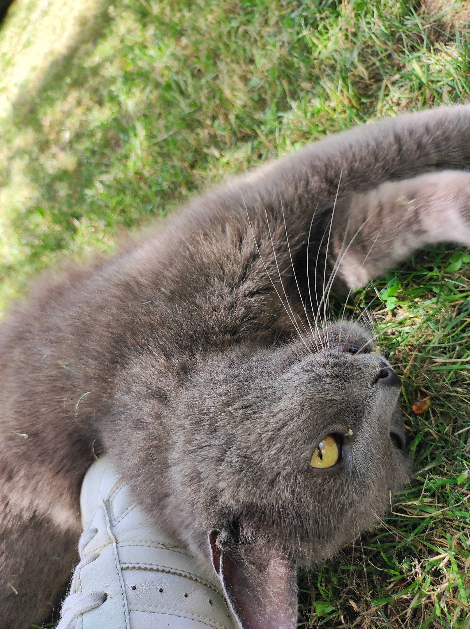 Gribouille a rejoint le concours — aidez-le/la à gagner de superbes lots ! carnivore, cat, claw, domestic_short_haired_cat, felidae, fur, grass, paw, plant, russian_blue, small_to_medium_sized_cats, snout, tail, terrestrial_animal, whiskers, wildlife, working_animal