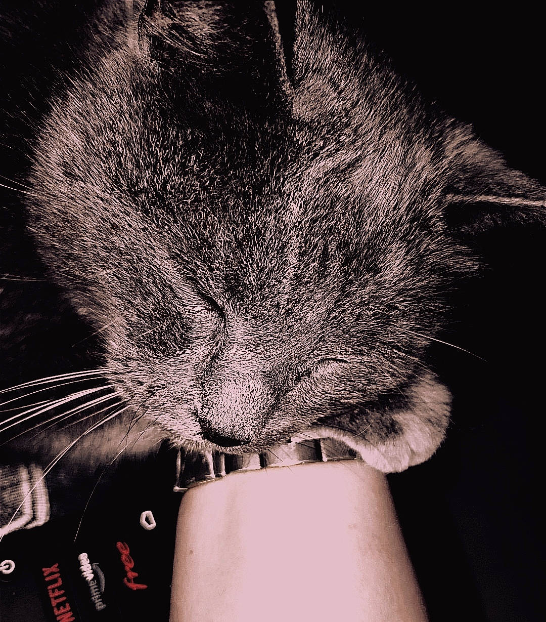 Gribouille participe au concours pour gagner de l'argent avec cette photo : black, carnivore, cat, cloud, comfort, darkness, domestic_short_haired_cat, drinkware, ear, felidae, gesture, hand, happy, line, monochrome, monochrome_photography, small_to_medium_sized_cats, snout, style, whiskers