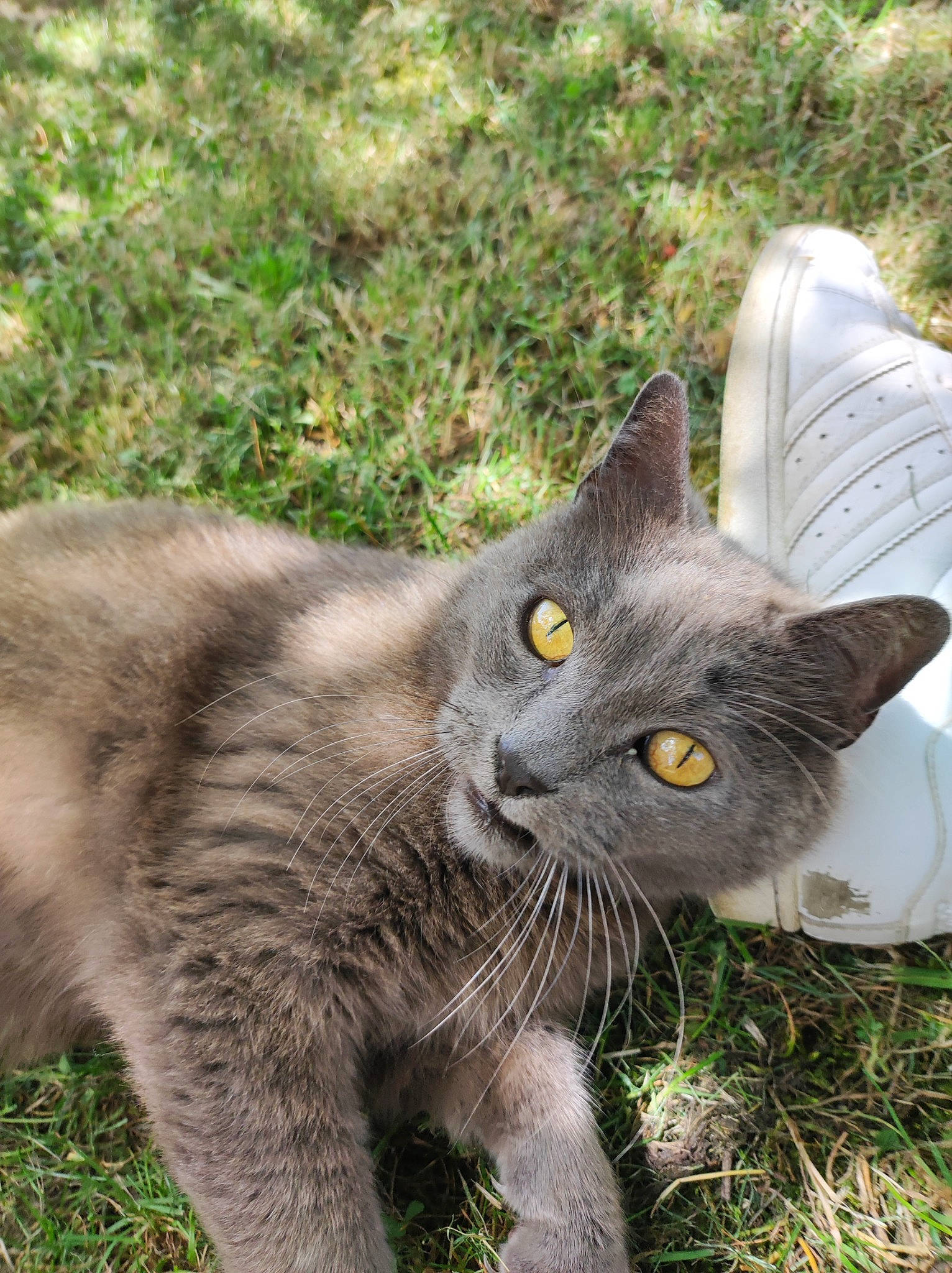 Gribouille participe au concours pour gagner de l'argent avec cette photo : black_cat, carnivore, cat, domestic_short_haired_cat, eye, felidae, fur, grass, groundcover, plant, russian_blue, small_to_medium_sized_cats, snout, tail, terrestrial_animal, whiskers, wildlife