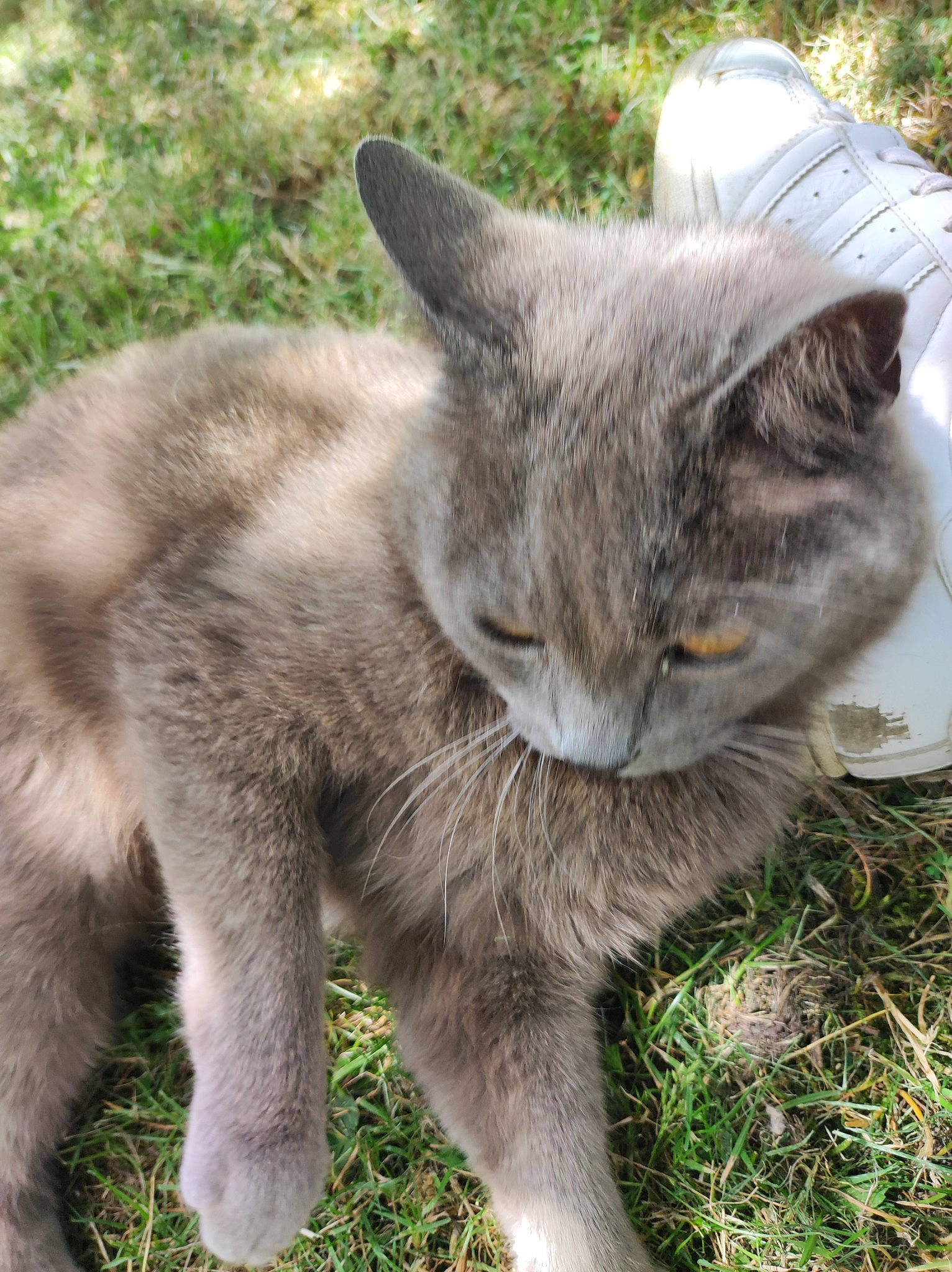 Gribouille a rejoint le concours — aidez-le/la à gagner de superbes lots ! carnivore, cat, domestic_short_haired_cat, felidae, fur, grass, groundcover, plant, russian_blue, small_to_medium_sized_cats, tail, terrestrial_animal, whiskers, wildlife