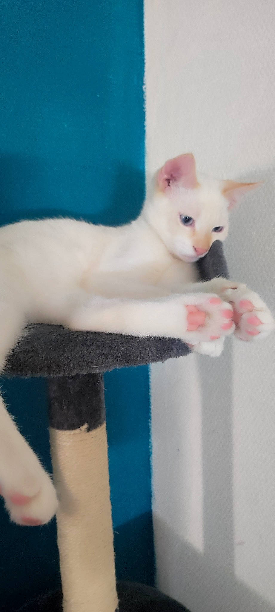 Crapule a rejoint le concours — aidez-le/la à gagner de superbes lots ! carnivore, cat, chest, domestic_short_haired_cat, electric_blue, eyelash, fawn, felidae, fur, paw, small_to_medium_sized_cats, snout, tail, whiskers