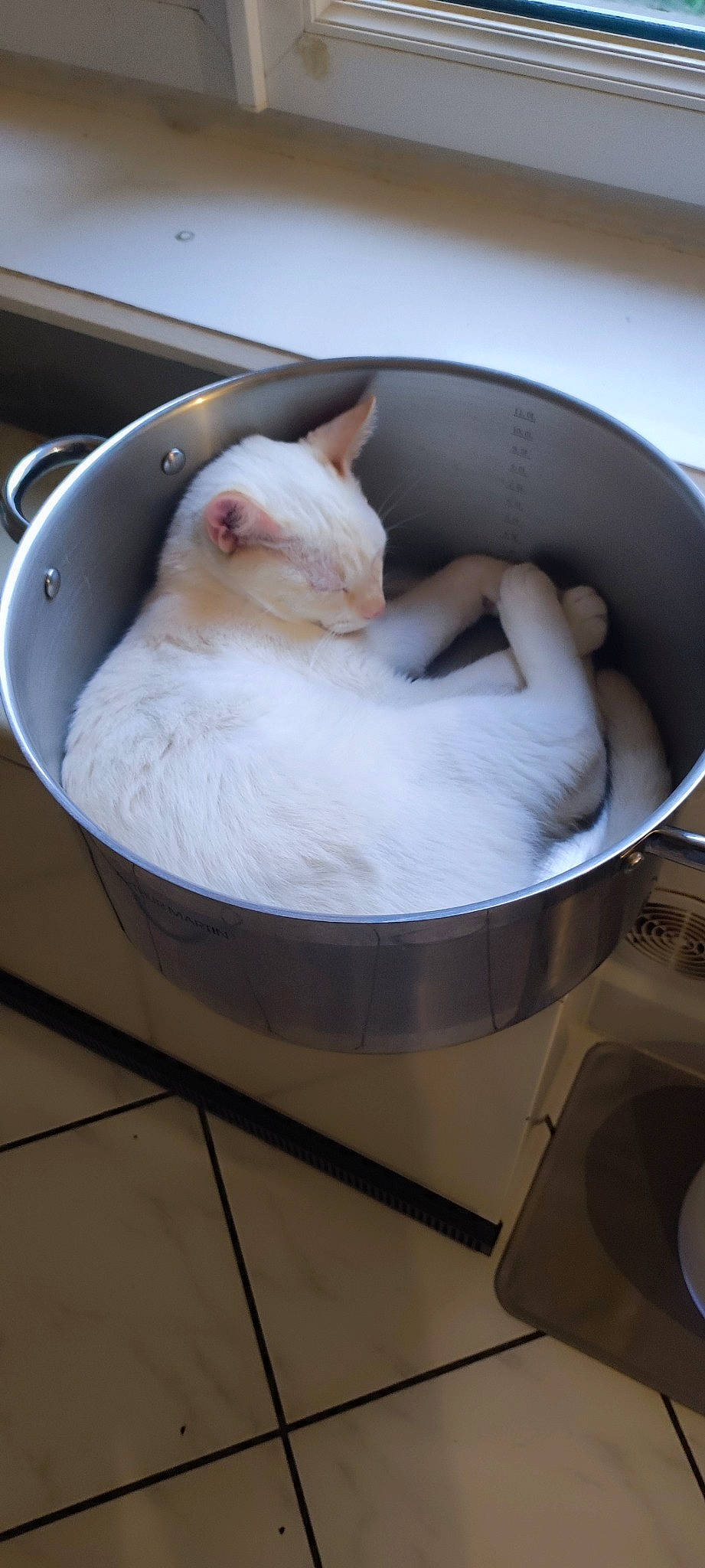 Crapule a rejoint le concours — aidez-le/la à gagner de superbes lots ! carnivore, cat, cat_supply, comfort, domestic_short_haired_cat, felidae, fur, gas, household_supply, major_appliance, pet_supply, room, small_to_medium_sized_cats, tail, whiskers