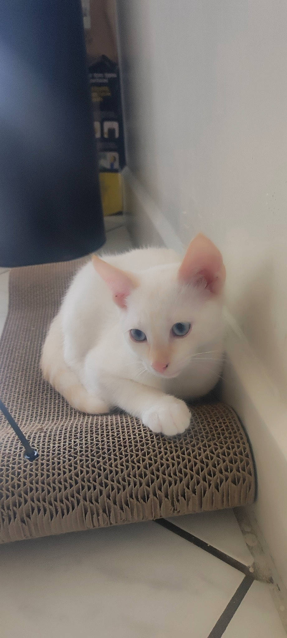 Crapule a rejoint le concours — aidez-le/la à gagner de superbes lots ! box, carnivore, cat, claw, comfort, domestic_short_haired_cat, fawn, felidae, flooring, fur, hardwood, iris, paw, pet_supply, small_to_medium_sized_cats, snout, tail, whiskers