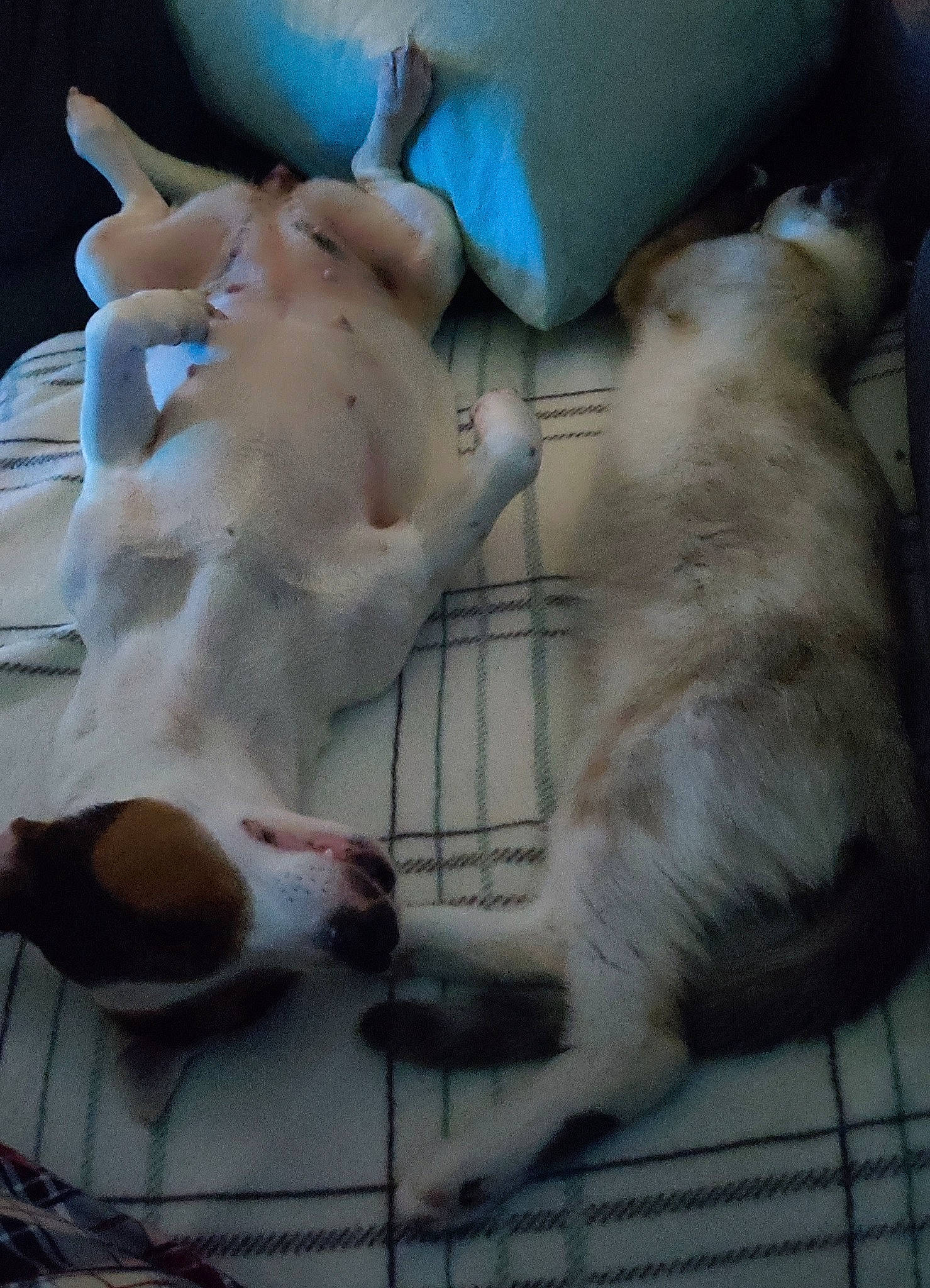 Pepette a rejoint le concours — aidez-le/la à gagner de superbes lots ! animal_shelter, canidae, carnivore, collar, companion_dog, dog, dog_breed, fang, fawn, felidae, fur, mammal, paw, small_to_medium_sized_cats, snout, spitz, sporting_group, tail, vertebrate, whiskers