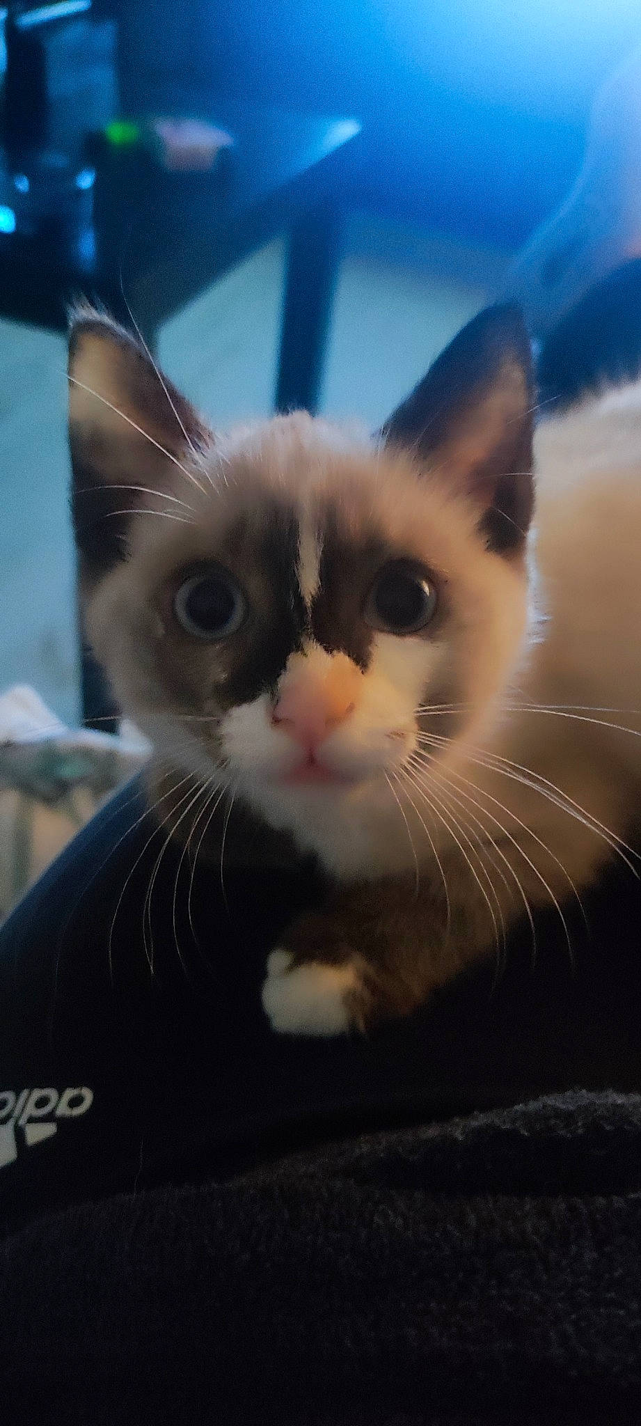 Pepette a rejoint le concours — aidez-le/la à gagner de superbes lots ! box, carnivore, cat, comfort, domestic_short_haired_cat, eye, felidae, fur, iris, nose, paw, photo_caption, sky, small_to_medium_sized_cats, snout, tail, whiskers