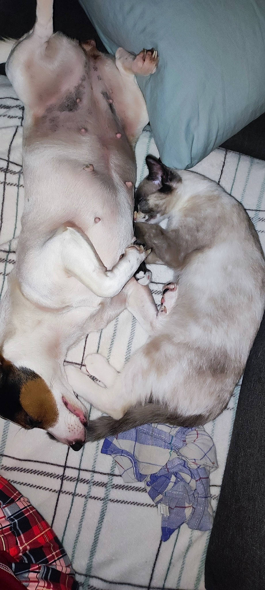 Louna a rejoint le concours — aidez-le/la à gagner de superbes lots ! art, carnivore, cat, chest, comfort, domestic_short_haired_cat, fang, fawn, felidae, flesh, fur, gesture, pattern, paw, siamese, small_to_medium_sized_cats, tail, thai, visual_arts, whiskers