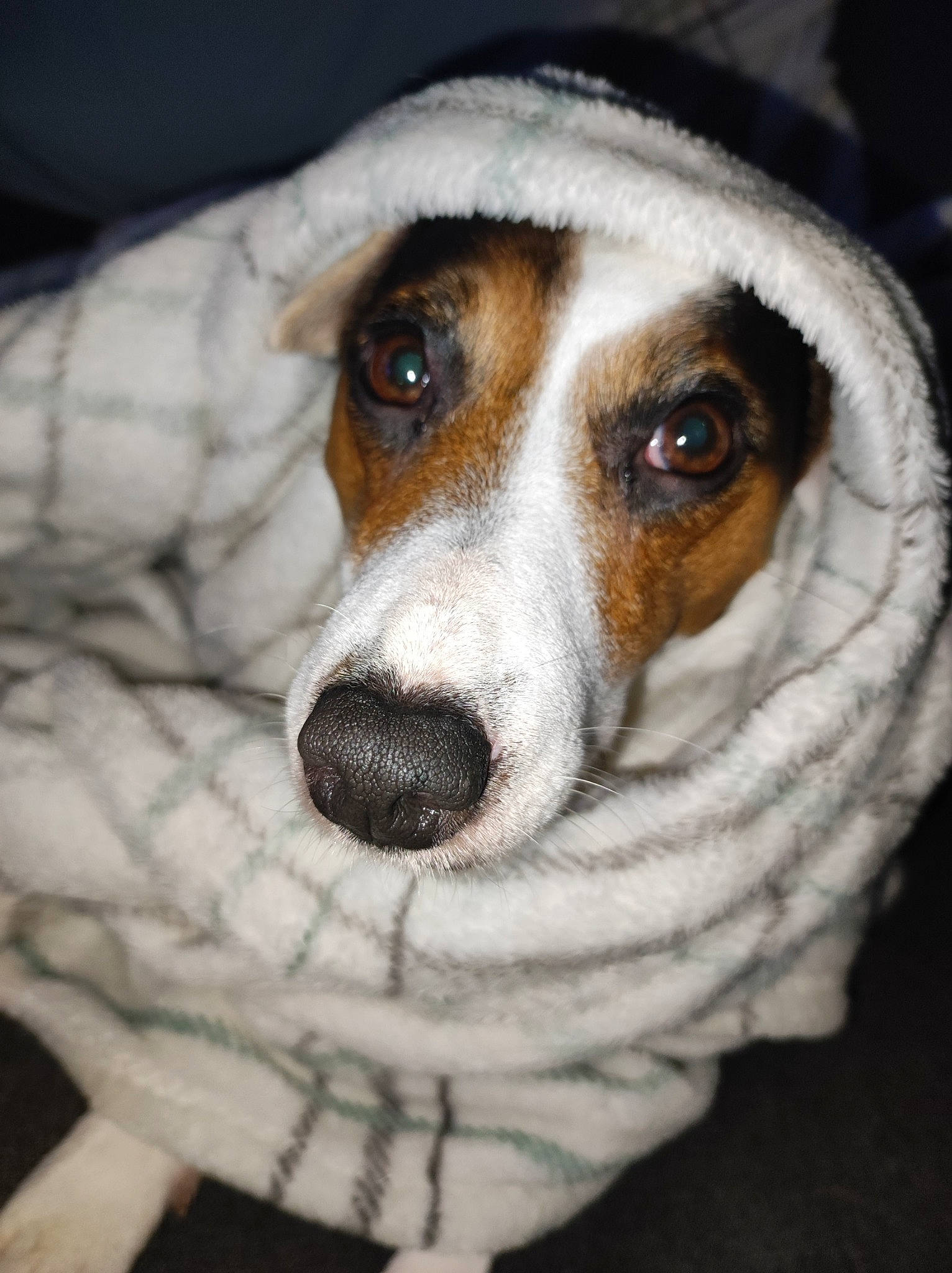 Louna participe au concours pour gagner de l'argent avec cette photo : beagle_harrier, canidae, carnivore, circle, companion_dog, dog, dog_breed, fur, goggles, hunting_dog, irishjacks, puppy, scent_hound, serveware, snout, sporting_group, terrestrial_animal, whiskers