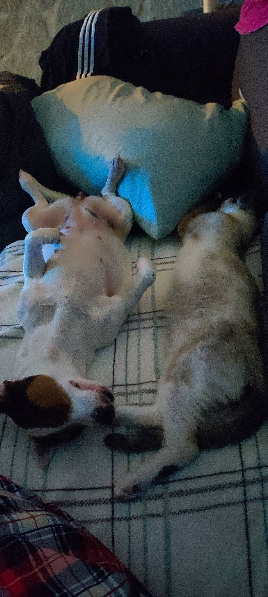 Louna a rejoint le concours — aidez-le/la à gagner de superbes lots ! animal_shelter, canidae, carnivore, comfort, companion_dog, dog, dog_breed, fang, fawn, felidae, fur, guard_dog, non_sporting_group, paw, pet_supply, pillow, small_to_medium_sized_cats, sporting_group, tail, whiskers