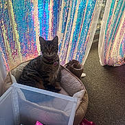 Stacy joined the competition — help win amazing prizes! cat, tabby_cat, pet, pet_bed, soft_bed, sequin_curtains, colorful_curtains, window, shoe, boot, plastic_container, storage_box, pink_bow, gift_bag, carpet, collar, pet_tag, indoor, sunlight, cozy