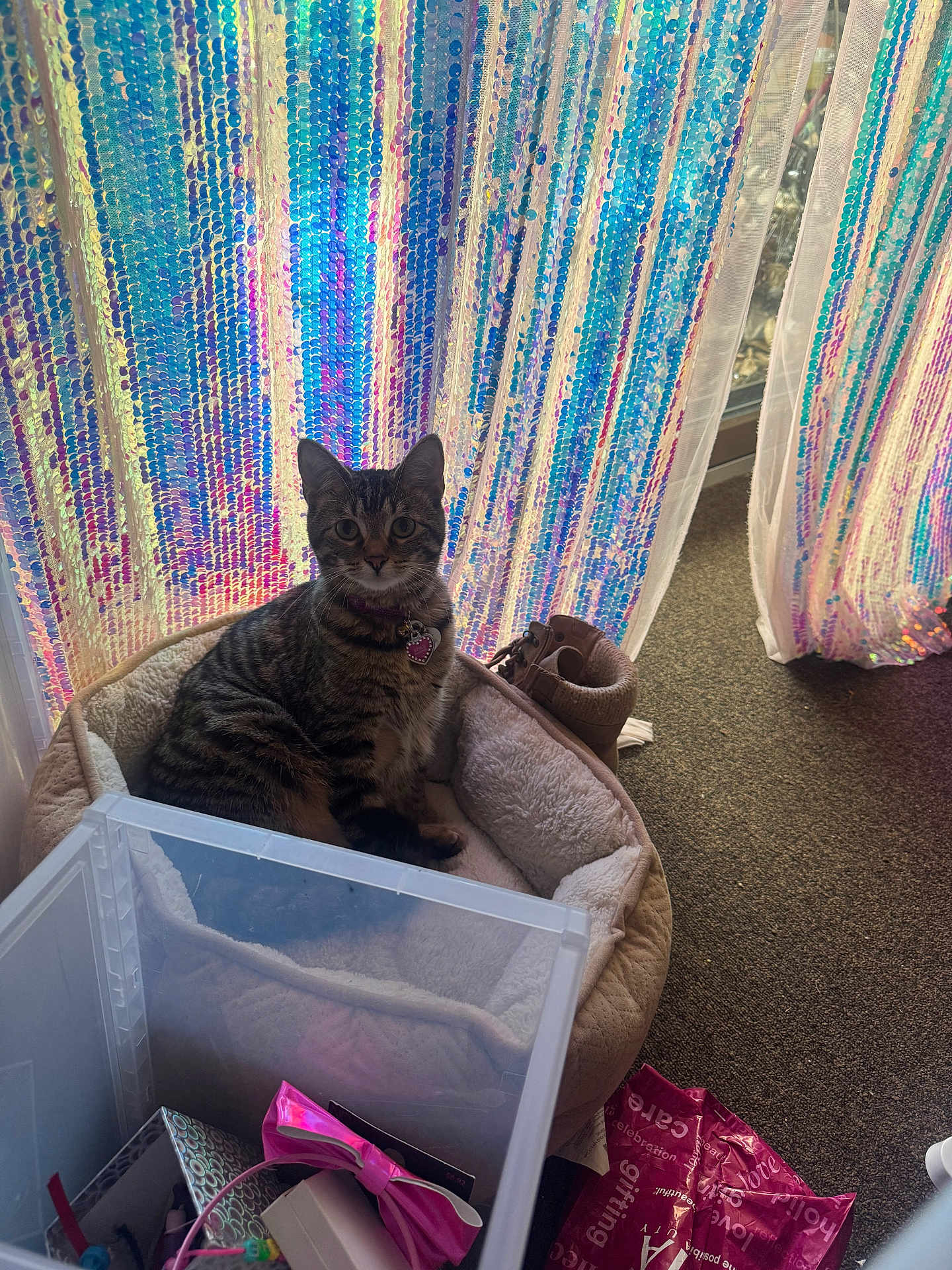 Stacy joined the competition — help win amazing prizes! cat, tabby_cat, pet, pet_bed, soft_bed, sequin_curtains, colorful_curtains, window, shoe, boot, plastic_container, storage_box, pink_bow, gift_bag, carpet, collar, pet_tag, indoor, sunlight, cozy