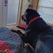 Blackie is registered to the contest to win money with this photo: dog, black_dog, bed, quilt, collar, indoor, window, blinds, door, fire_extinguisher, resting, pet, canine, furniture, home, relaxing, looking_out, red_collar, textile, animal