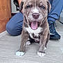 Blu is registered to the contest to win money with this photo: puppy, dog, brown_fur, white_fur, open_mouth, floor, wooden_floor, person, kneeling, pants, shoes, indoor, cute, pet, animal, young_dog, front_paws, close_up, happy, tongue