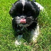 Coco is registered to the contest to win money with this photo: puppy, dog, grass, tongue, black_and_white, cute, outdoor, pet, animal, young, playful, fur, nature, tongue_out, sunlight, close_up, small, adorable, lying_down, greenery