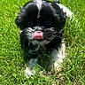 puppy, dog, grass, tongue, black_and_white, cute, outdoor, pet, animal, young, playful, fur, nature, tongue_out, sunlight, close_up, small, adorable, lying_down, greenery