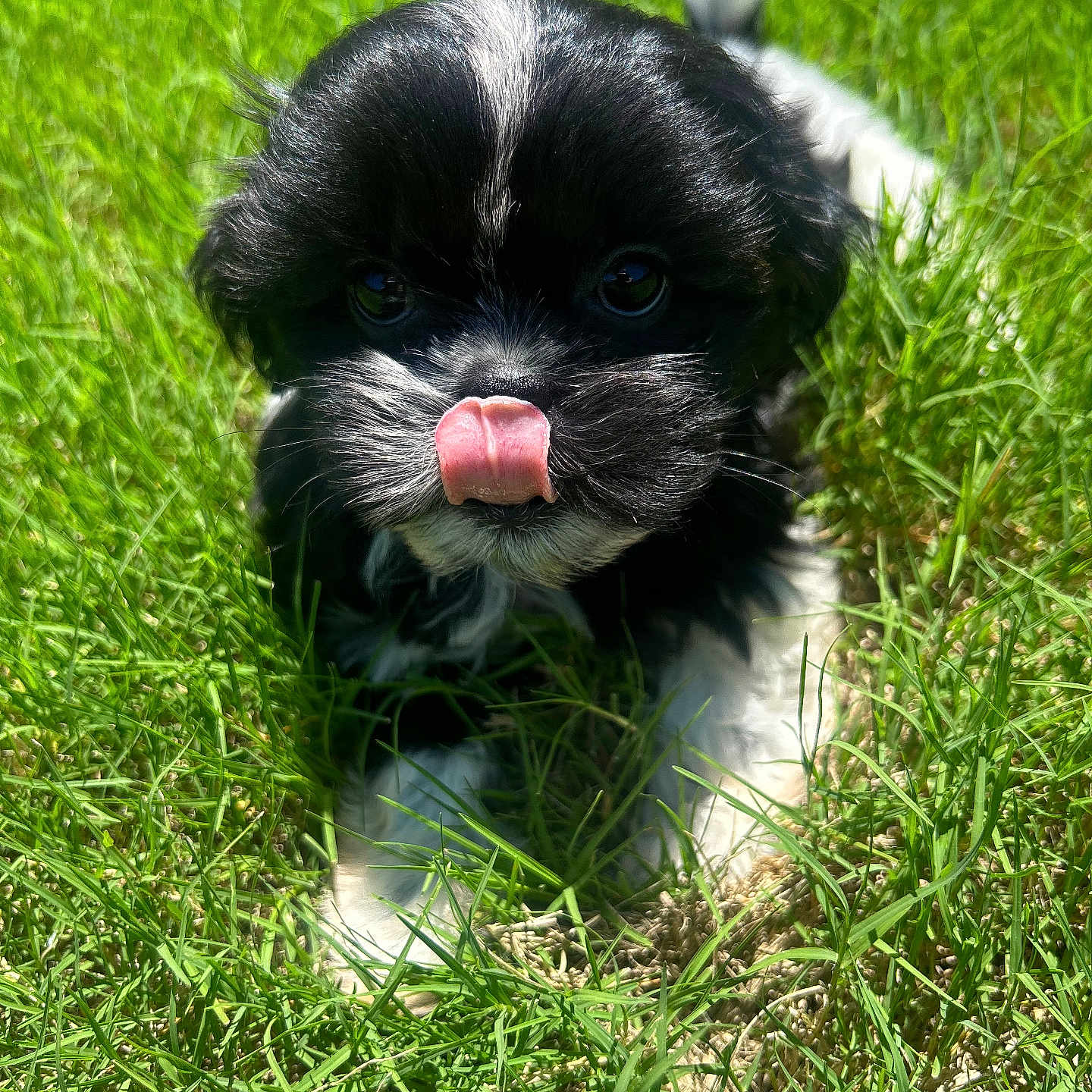 Coco is registered to the contest to win money with this photo: puppy, dog, grass, tongue, black_and_white, cute, outdoor, pet, animal, young, playful, fur, nature, tongue_out, sunlight, close_up, small, adorable, lying_down, greenery