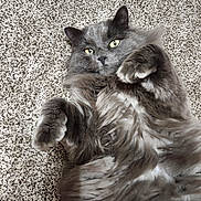 Simba joined the competition — help win amazing prizes! animal, carpet, cat, close_up, cute, domestic, feline, fluffy, fur, gray_cat, indoor, lying_down, mammal, paws, pet, playful, portrait, relaxed, whiskers, yellow_eyes