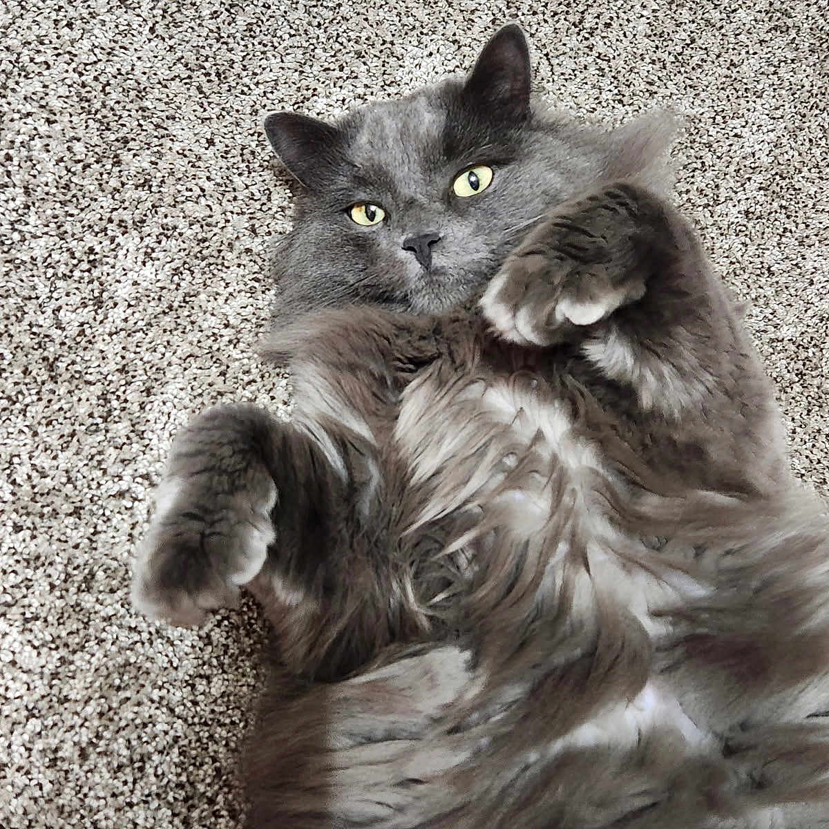 Simba joined the competition — help win amazing prizes! animal, carpet, cat, close_up, cute, domestic, feline, fluffy, fur, gray_cat, indoor, lying_down, mammal, paws, pet, playful, portrait, relaxed, whiskers, yellow_eyes