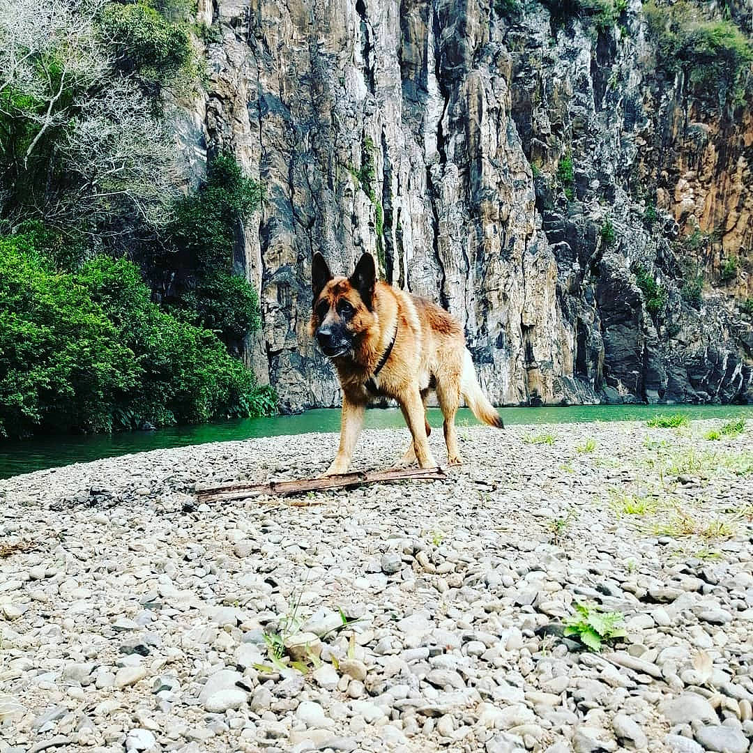 Jungo a rejoint le concours — aidez-le/la à gagner de superbes lots ! adventure, canidae, carnivore, companion_dog, dog, dog_breed, dog_hiking, fawn, german_shepherd_dog, grass, herding_dog, king_shepherd, mountain, old_german_shepherd_dog, plant, rock, sporting_group, tail, walking, wildlife