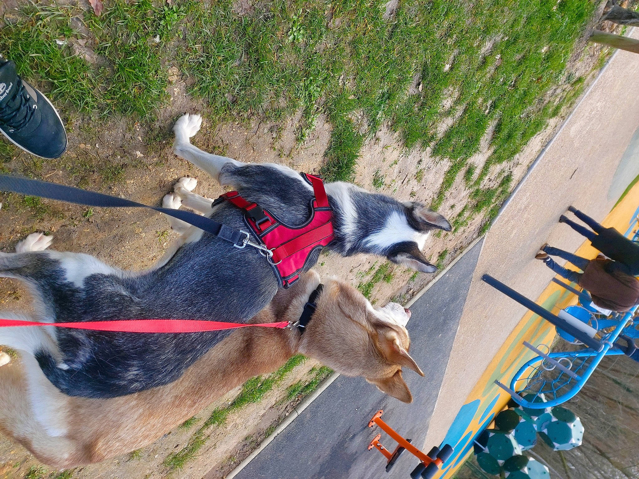 Ice a rejoint le concours — aidez-le/la à gagner de superbes lots ! bicycles_equipment_and_supplies, canidae, carnivore, collar, dog, dog_breed, dog_supply, grass, leash, outdoor_furniture, pet_supply, recreation, shadow, sporting_group, tail, working_animal