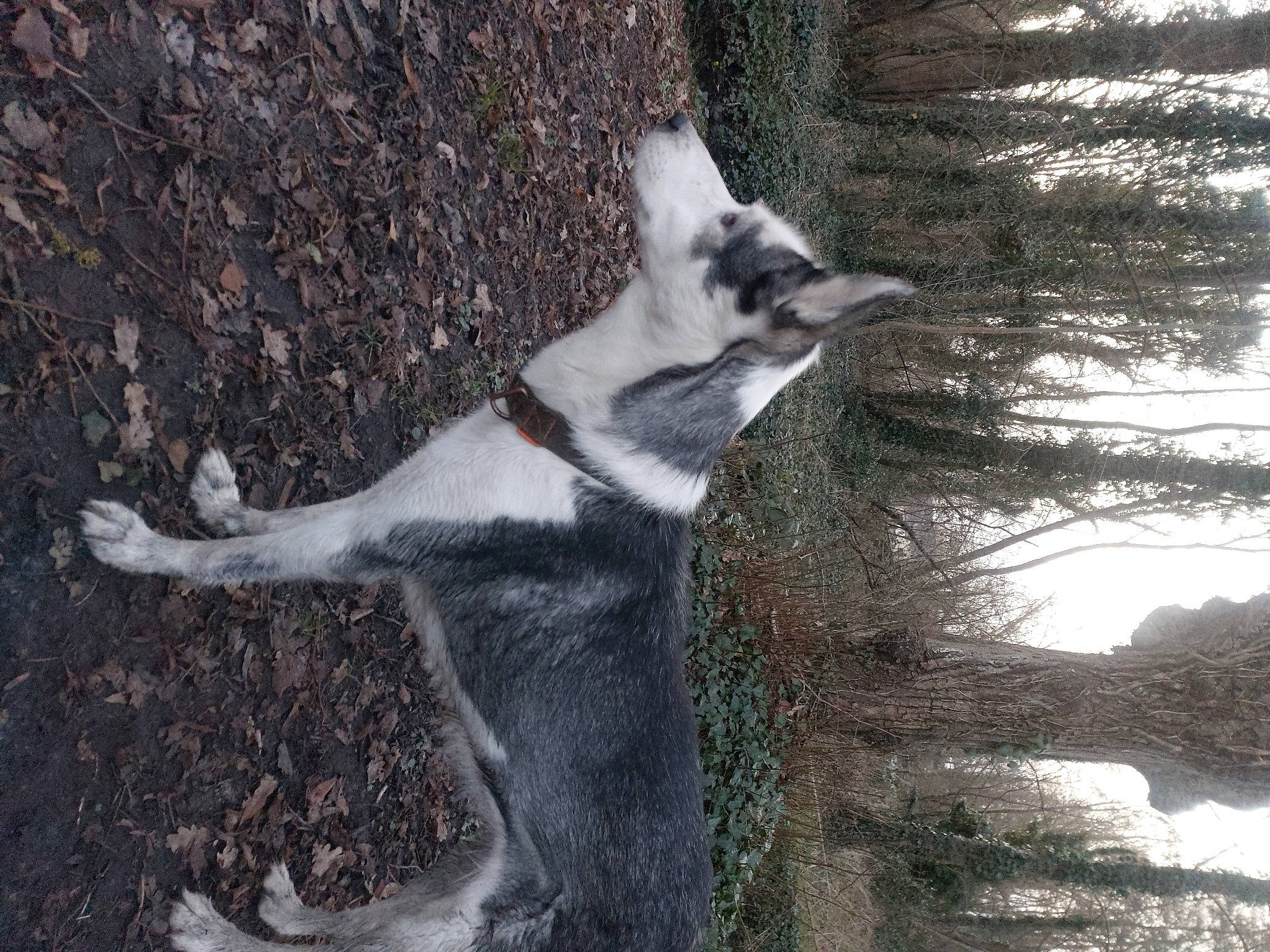 Ice a rejoint le concours — aidez-le/la à gagner de superbes lots ! canidae, carnivore, dog, dog_breed, fur, plant, tail, terrestrial_animal, tree, trunk, twig, whiskers, wildlife, winter, wood