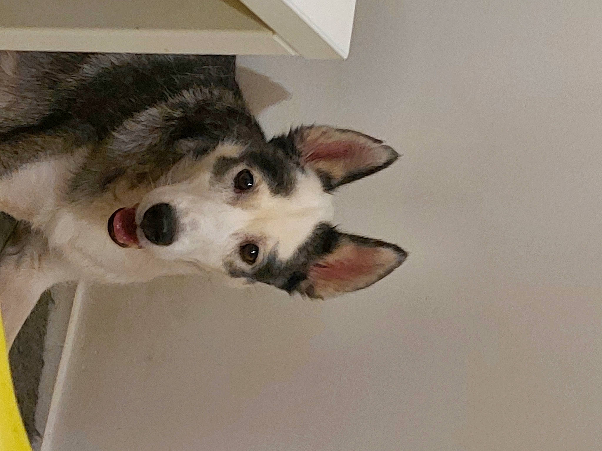 Ice a rejoint le concours — aidez-le/la à gagner de superbes lots ! ancient_dog_breeds, canidae, canis, carnivore, companion_dog, dog, dog_breed, door, east_european_shepherd, fur, non_sporting_group, sled_dog, small_to_medium_sized_cats, sporting_group, terrestrial_animal, whiskers, wildlife, wolf, working_animal, working_dog