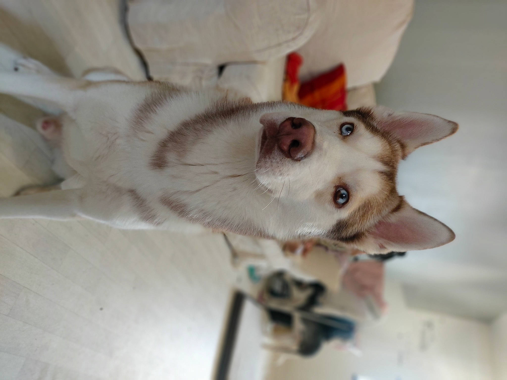 Yoko participe au concours pour gagner de l'argent avec cette photo : canidae, carnivore, cat, collar, comfort, companion_dog, cone, dog, dog_breed, domestic_short_haired_cat, ear, fawn, felidae, fur, jaw, non_sporting_group, paw, small_to_medium_sized_cats, snout, whiskers