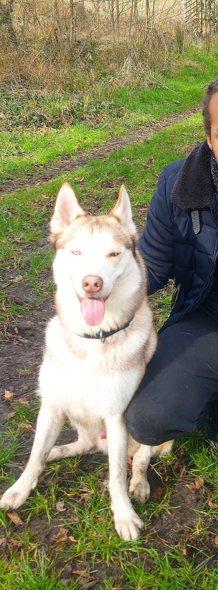 Yoko participe au concours pour gagner de l'argent avec cette photo : ancient_dog_breeds, canis, carnivore, collar, companion_dog, dog, dog_breed, fang, fur, grass, jaw, livestock_guardian_dog, pet_supply, plant, sled_dog, snout, sporting_group, terrestrial_animal, working_animal, working_dog