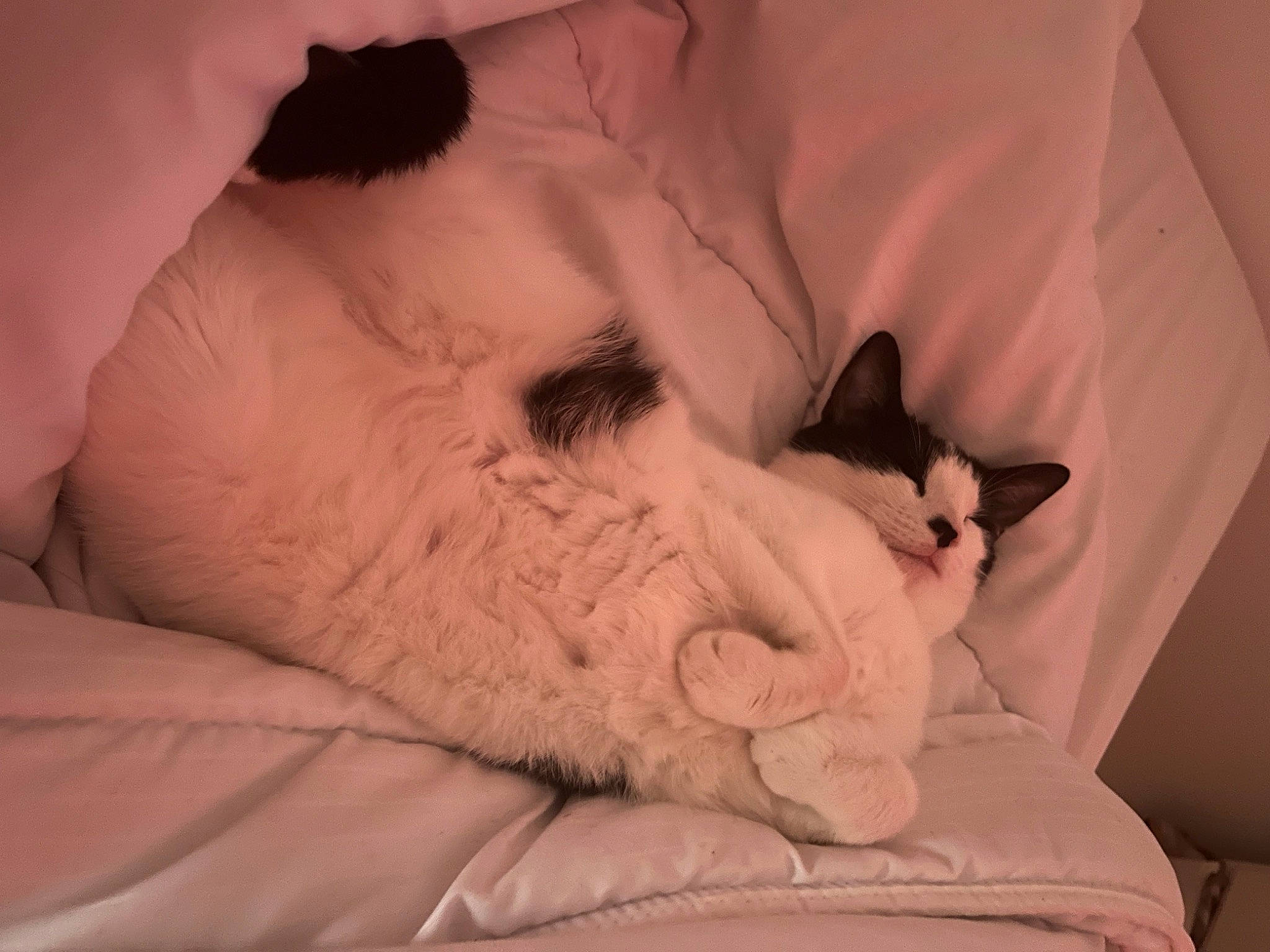 Bichette a rejoint le concours — aidez-le/la à gagner de superbes lots ! bed, bedding, carnivore, cat, comfort, ear, eyelash, felidae, fur, grey, linens, mammal, neck, nose, paw, small_to_medium_sized_cats, snout, tail, textile, whiskers