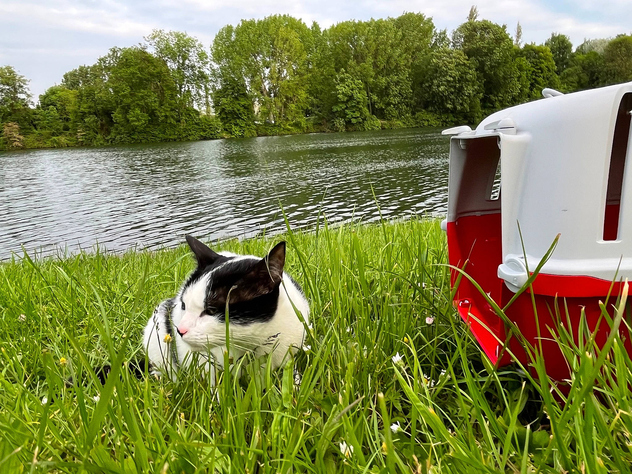 Bichette a rejoint le concours — aidez-le/la à gagner de superbes lots ! carnivore, cloud, companion_dog, dog, dog_breed, grass, grass_family, grassland, happy, lake, landscape, lawn, leisure, meadow, plant, recreation, sky, sporting_group, tree, water