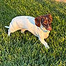 Piper is registered to the contest to win money with this photo: animal_photography, backyard, brown_and_white, canine, collar, dachshund, daylight, dog, floppy_ears, grass, lawn, long_body, looking_at_camera, outdoor, pet, short_legs, standing, sunlight, walking, wooden_fence