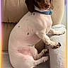 Piper is registered to the contest to win money with this photo: blue_collar, brown_and_white, couch, cozy, dachshund, dog, floppy_ears, funny, furniture, home, indoors, paws, pet, photography, portrait, short_hair, sitting, sofa, tail, wide_eyes