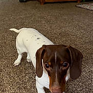 Piper is registered to the contest to win money with this photo: animal, brown_and_white, carpet, curious, cute, dachshund, dog, floppy_ears, furniture, home, houseplant, indoors, living_room, long_nose, looking_at_camera, pet, portrait, short_legs, standing, wooden_cabinet