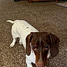 animal, brown_and_white, carpet, curious, cute, dachshund, dog, floppy_ears, furniture, home, houseplant, indoors, living_room, long_nose, looking_at_camera, pet, portrait, short_legs, standing, wooden_cabinet