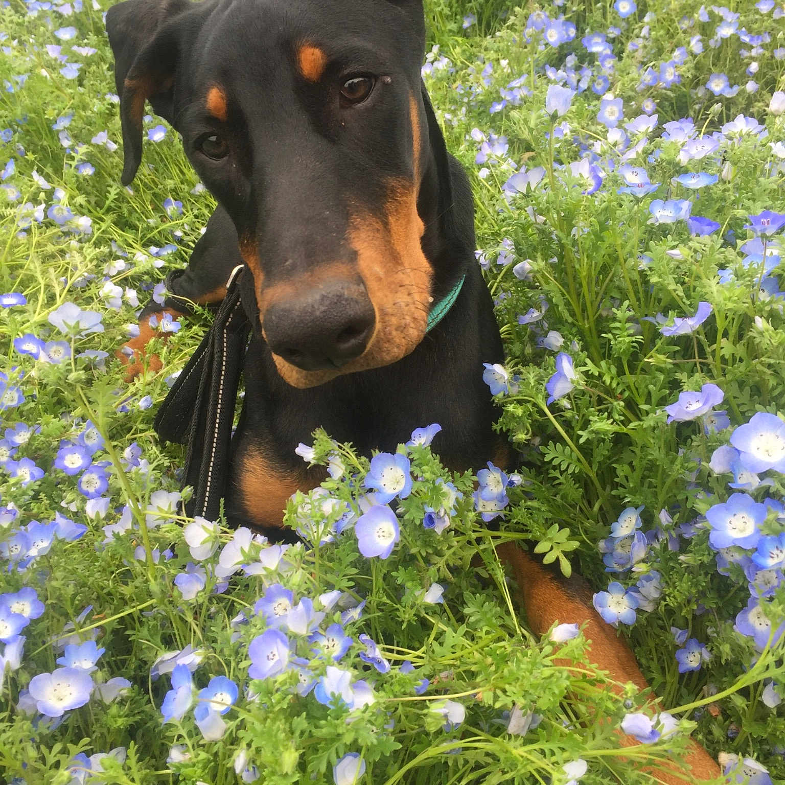 Capone joined the competition — help win amazing prizes! bluebonnet, canidae, carnivore, dobermann, dog, dog_breed, flower, german_pinscher, grass, guard_dog, hunting_dog, lupin, mammal, pinscher, plant, wildflower