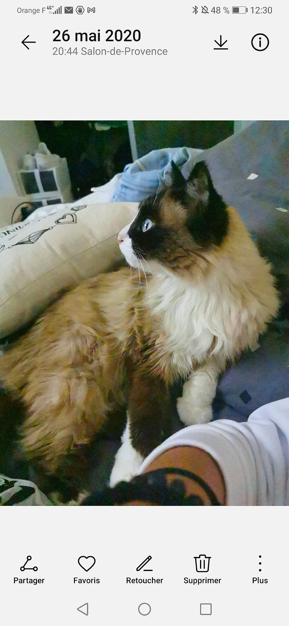 Gianni participe au concours pour gagner de l'argent avec cette photo : balinese, birman, carnivore, cat, comfort, companion_dog, fawn, felidae, fur, ragdoll, rectangle, siamese, small_to_medium_sized_cats, snout, tail, whiskers