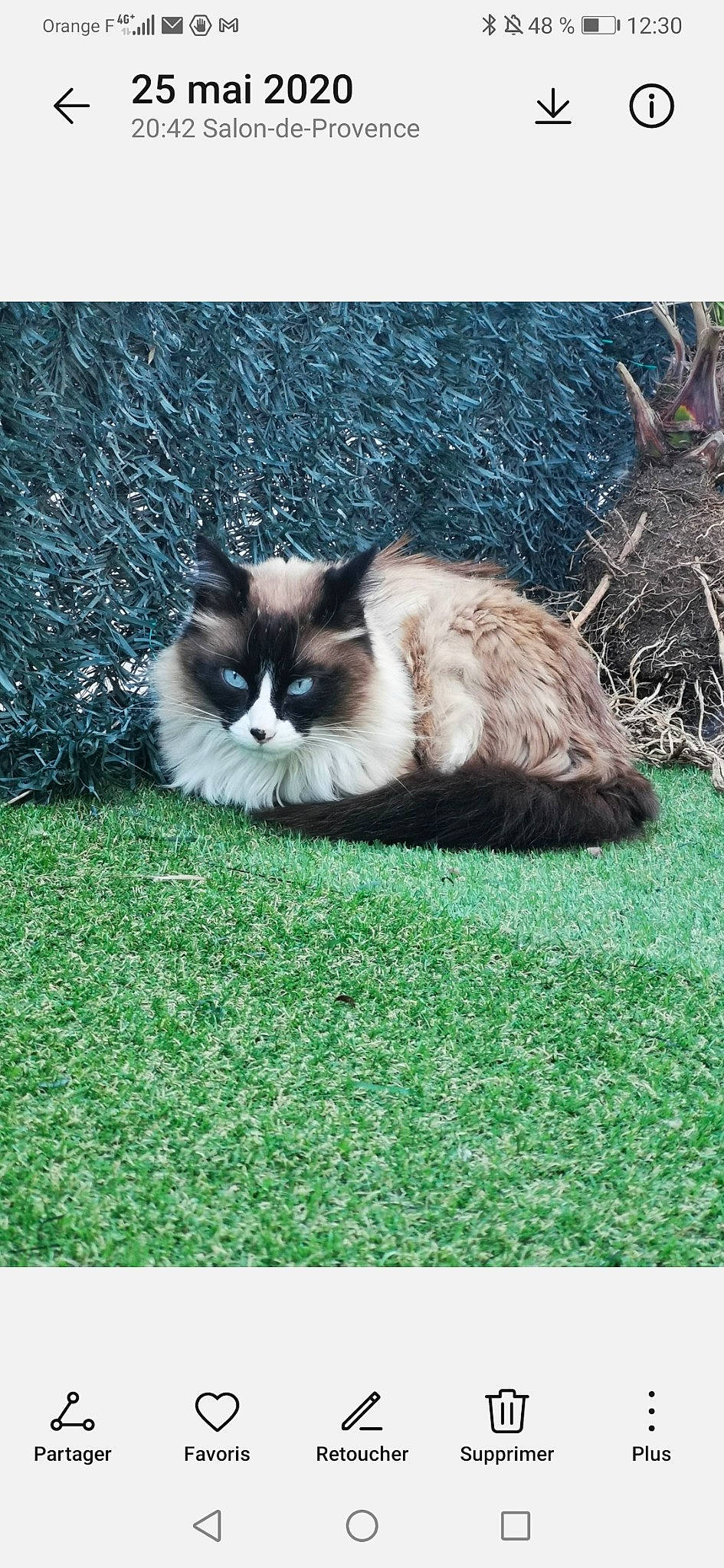 Gianni participe au concours pour gagner de l'argent avec cette photo : balinese, carnivore, cat, eye, fawn, felidae, fur, grass, grassland, groundcover, iris, lawn, photo_caption, plant, rectangle, small_to_medium_sized_cats, snout, tail, terrestrial_animal, whiskers