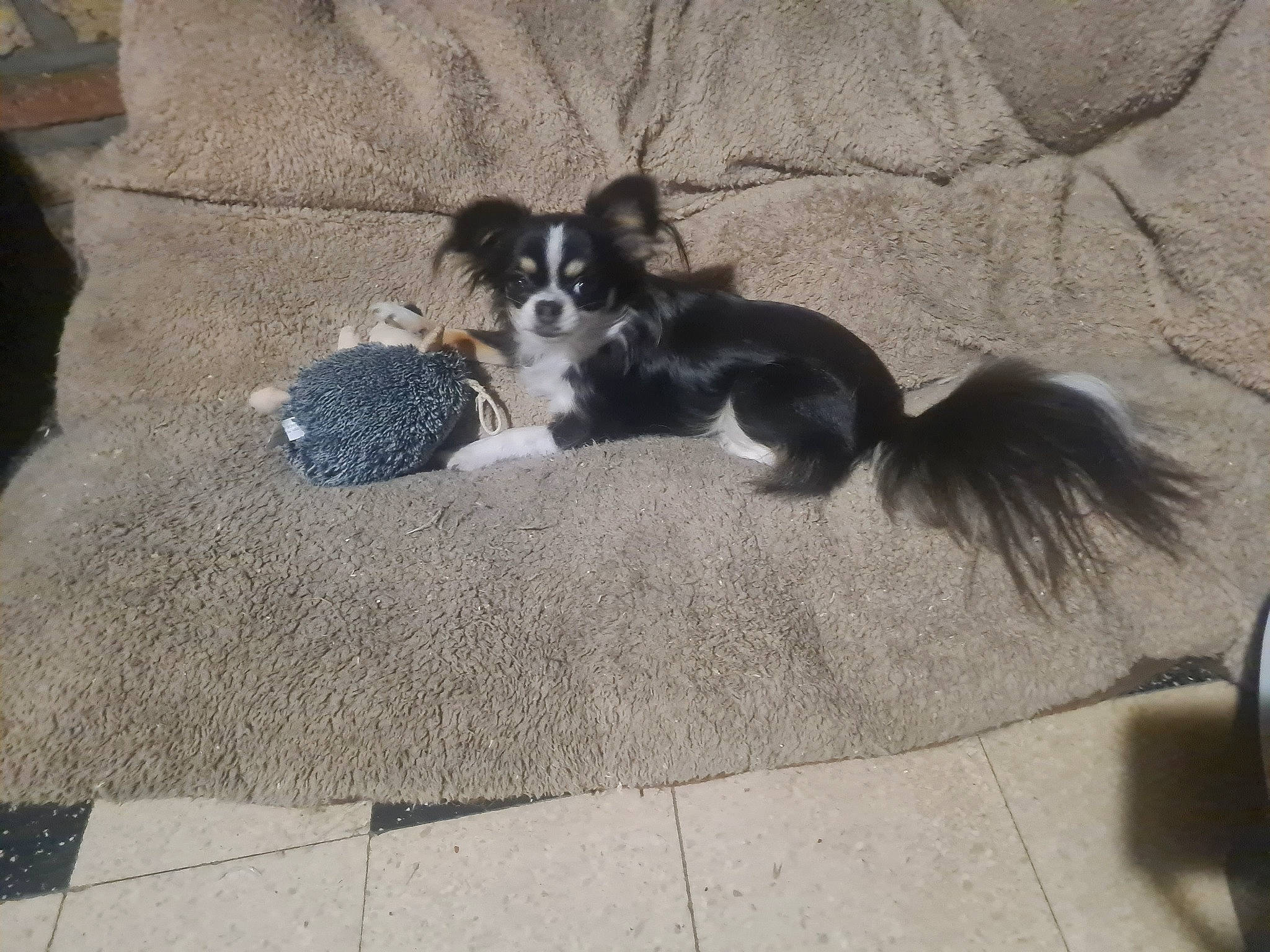 Allia participe au concours pour gagner de l'argent avec cette photo : canidae, carnivore, comfort, companion_dog, dog, dog_breed, flooring, paw, road_surface, sporting_group, tail, terrestrial_animal, toy_dog