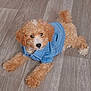 puppy, dog, denim_jacket, hair_clips, floor, wood_floor, cute, pet, fur, canine, indoor, small_dog, lying_down, apricot_color, fashion, adorable, young_dog, domestic_animal, fur_clothing, animal