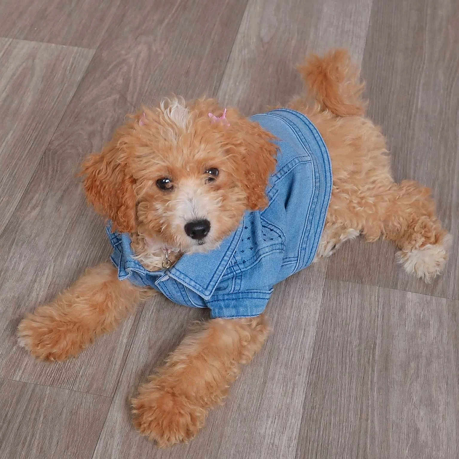 Sadie joined the competition — help win amazing prizes! adorable, animal, apricot_color, canine, cute, denim_jacket, dog, domestic_animal, fashion, floor, fur, fur_clothing, hair_clips, indoor, lying_down, pet, puppy, small_dog, wood_floor, young_dog