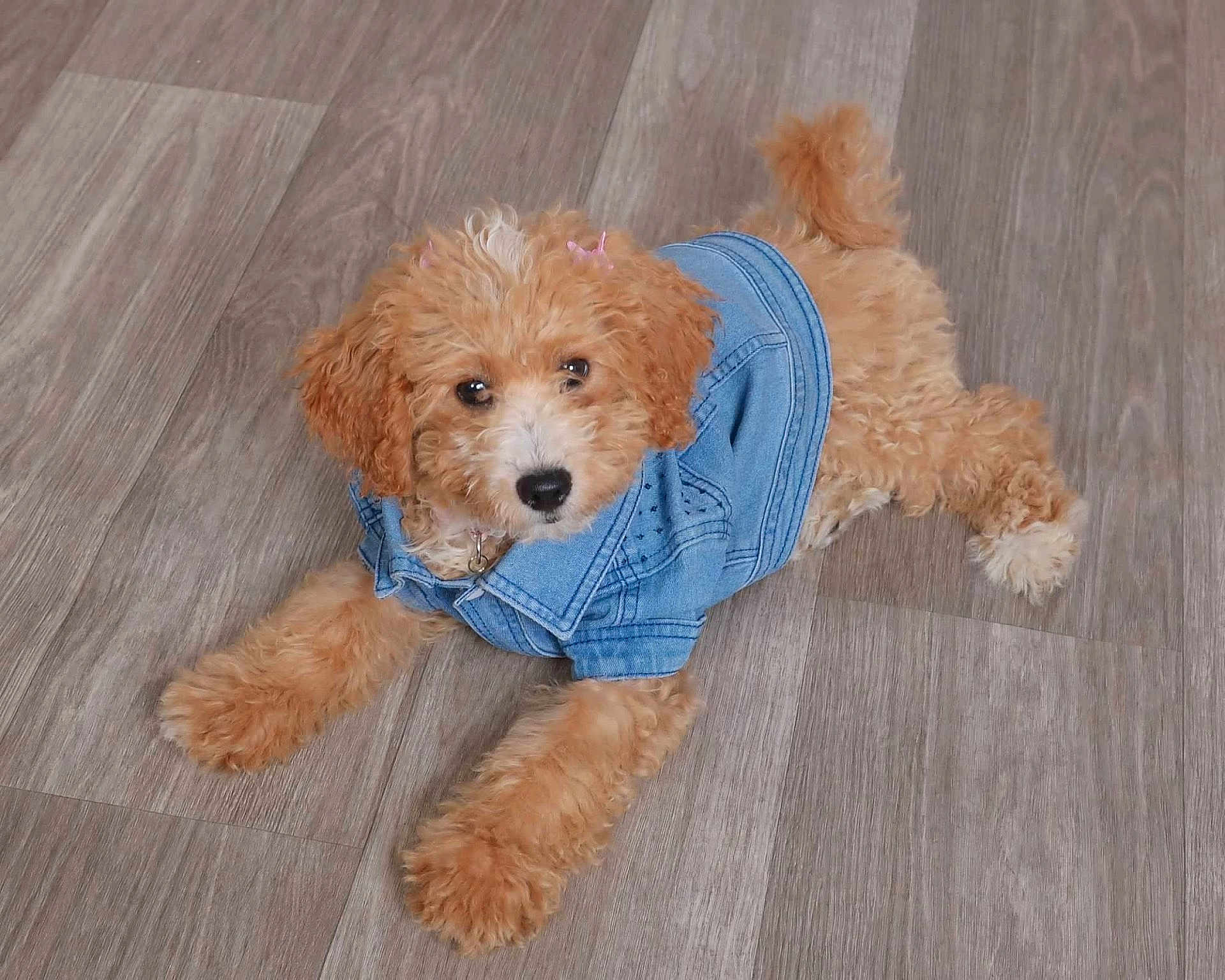 Sadie joined the competition — help win amazing prizes! puppy, dog, denim_jacket, hair_clips, floor, wood_floor, cute, pet, fur, canine, indoor, small_dog, lying_down, apricot_color, fashion, adorable, young_dog, domestic_animal, fur_clothing, animal