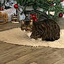 animal, cat, christmas_tree, cozy, curious, decorations, festive, floor, fur, holiday_decor, indoor, lying_down, ornaments, pet, red_balls, rug, tabby_cat, whiskers, white_balls, wooden_floor